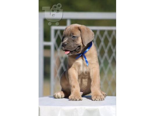 PoulaTo: Κουτάβια Cane Corso
